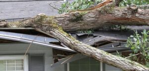 What Happens If My Neighbor’s Tree Falls in My Yard?